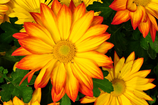 663039 (a): :3200x2125